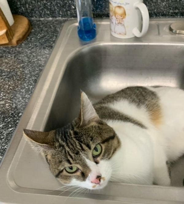 sushi the cat in a sink