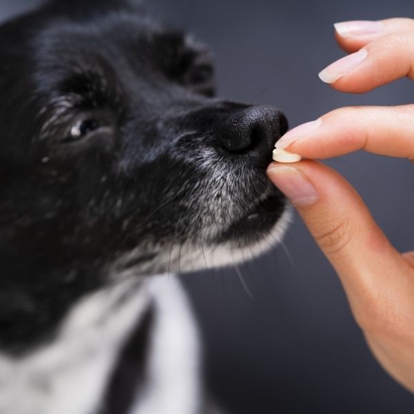 four paws pet wellness care