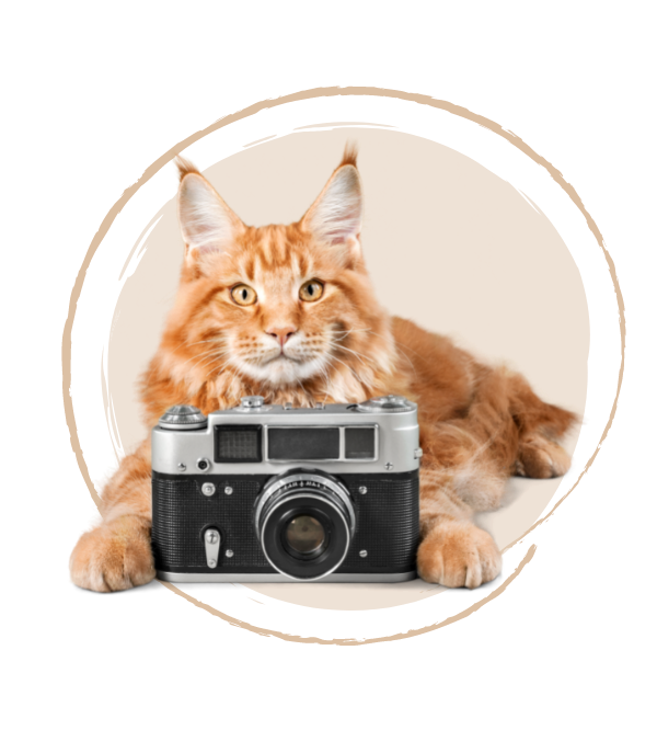 cat with camera