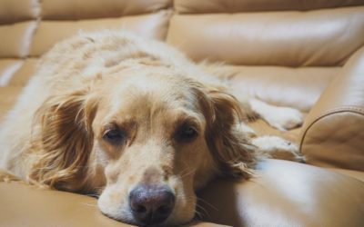 Ways To Tell Your Pet Is in Pain