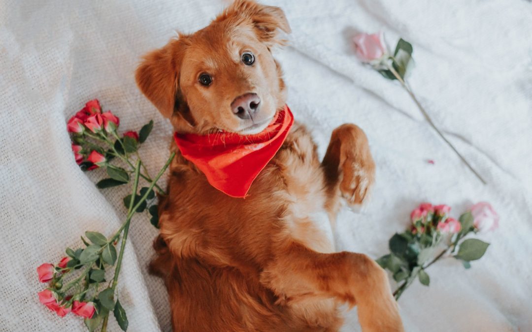Dog laying on bed with flowers
