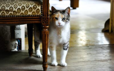 Creating a Warm Home for Your New Cat: Tips and Tricks
