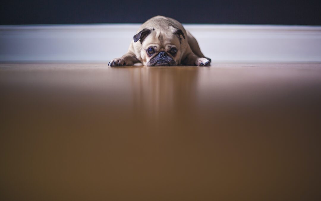 Pug laying down looking scared.