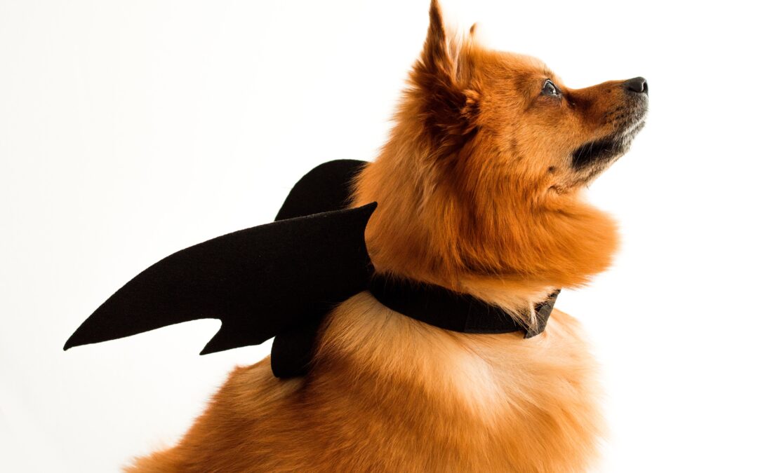 Pomeranian dog with bat wings looking away from the camera.