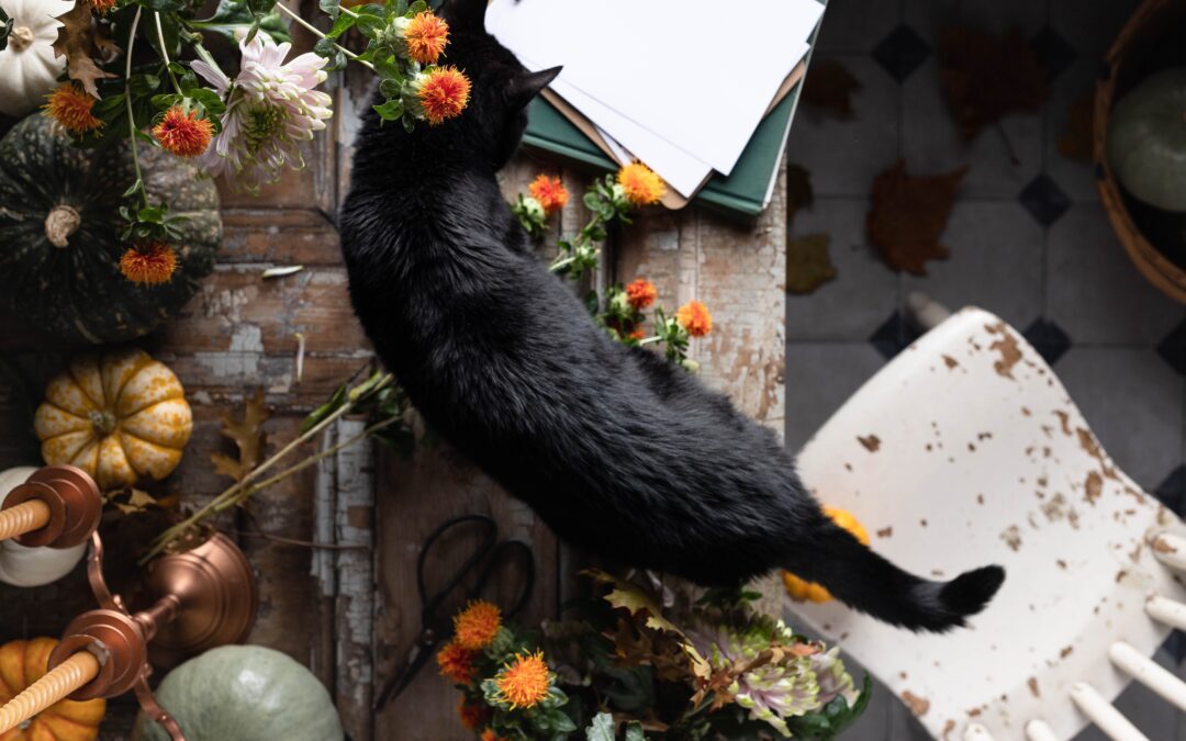 Black cat walking over a wooden table decorated for Thanksgiving.