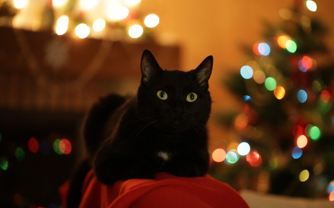 Black cat sitting near a lit Christmas tree.